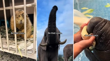 Wildlife in rehabilitation.