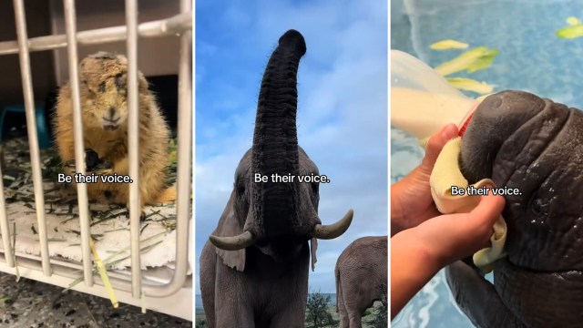 Wildlife in rehabilitation.