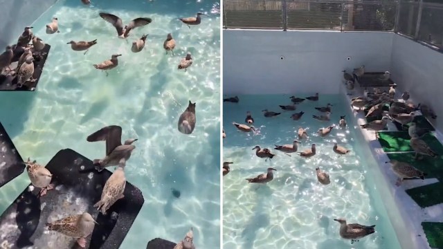 A group of birds gathered in a swimming pool with clear blue water.