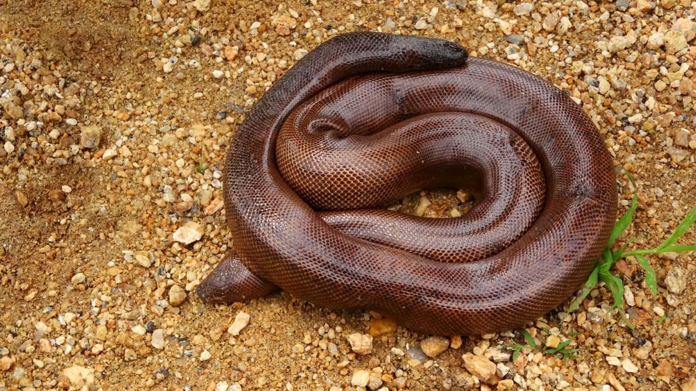 A red sand boa.