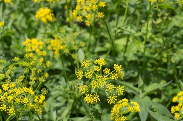 Wild parsnip plants.