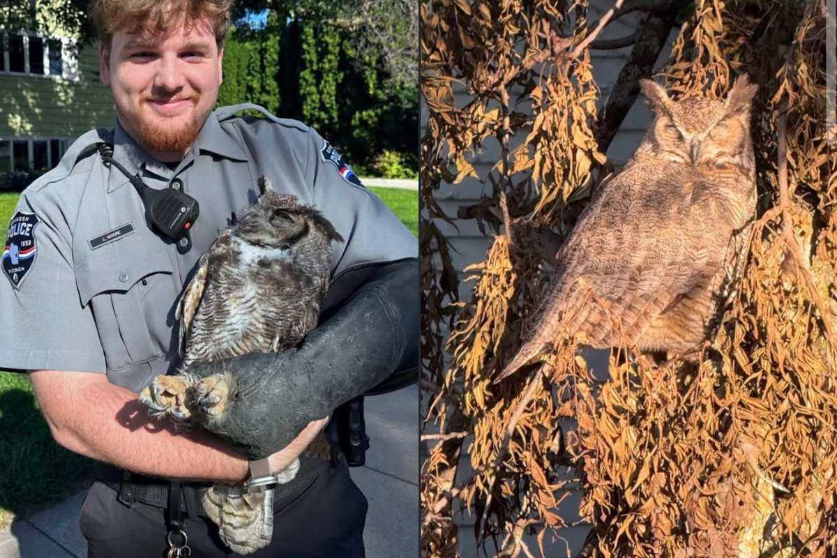 A police officer holds an owl, which is also seen perched among dried leaves on a tree.