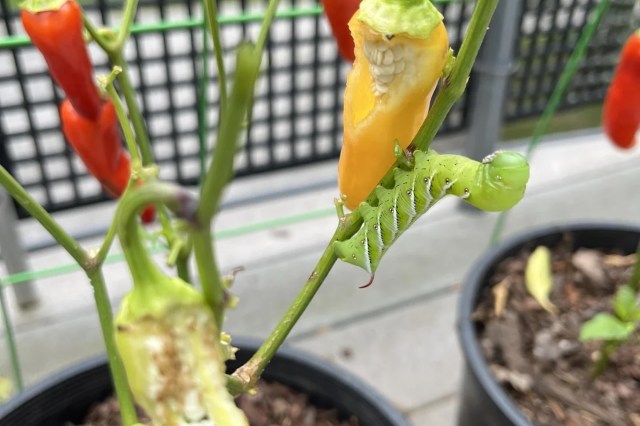 A green hornworm caterpillar on a pepper plant with ripe and partially eaten peppers.