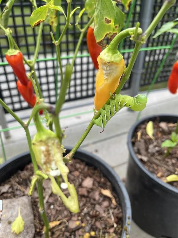 A green hornworm caterpillar on a pepper plant with ripe and partially eaten peppers.