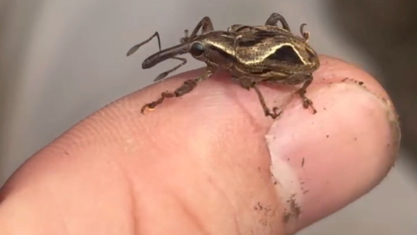 A weevil perched on a person's fingertip.