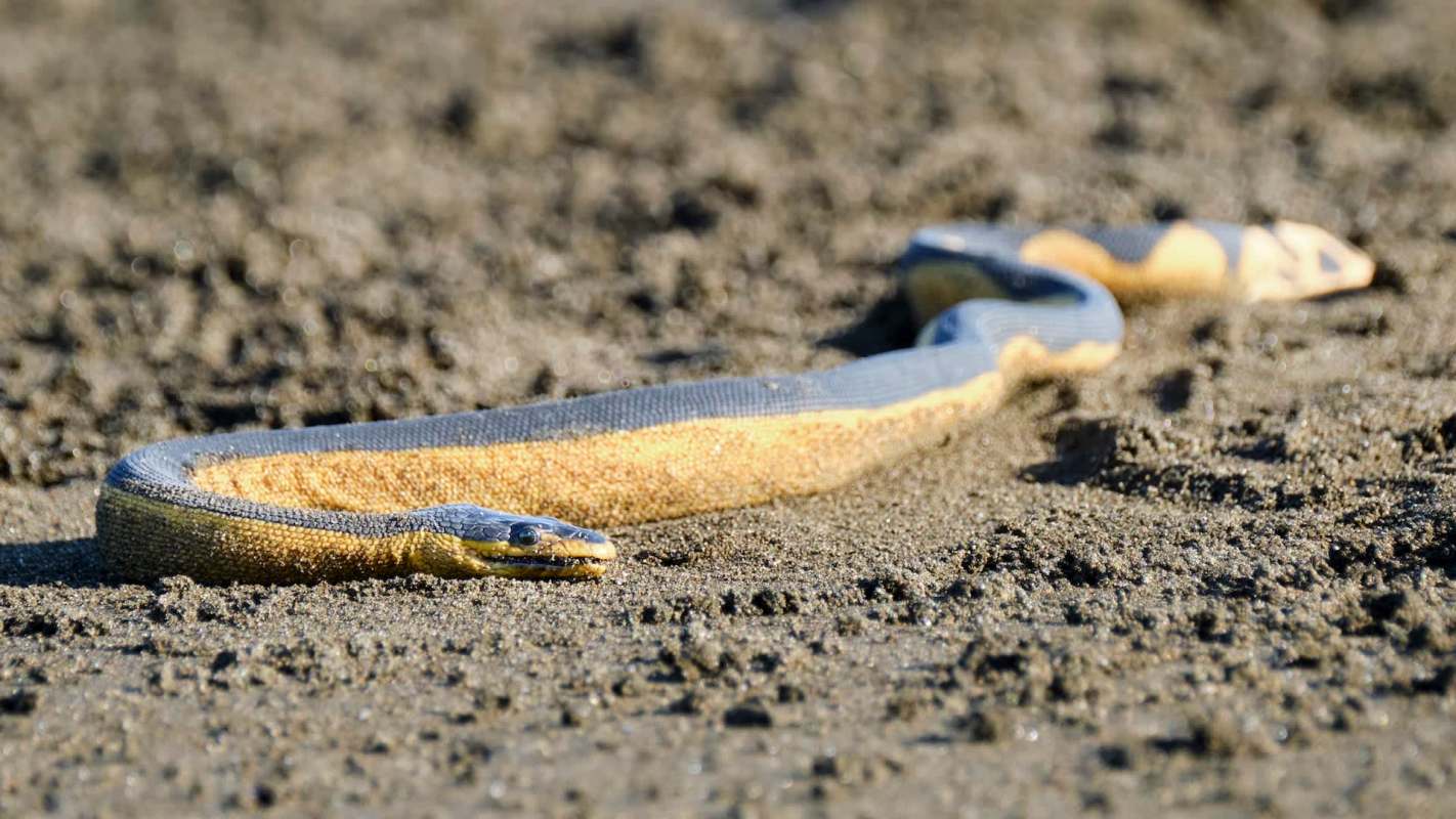 A yellow-bellied sea snake on sand.