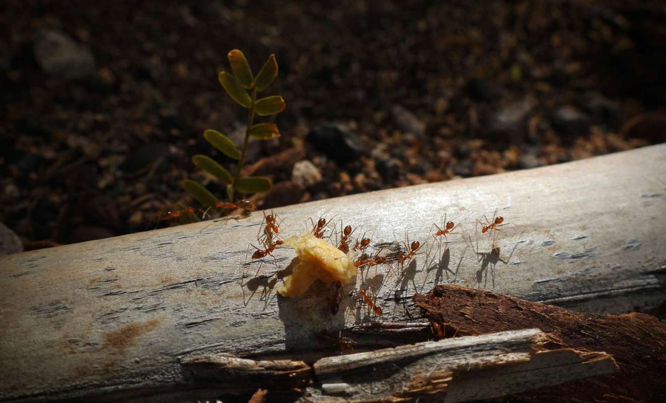 Ants around a scrap of food.