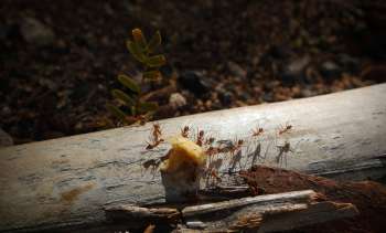 Ants around a scrap of food.