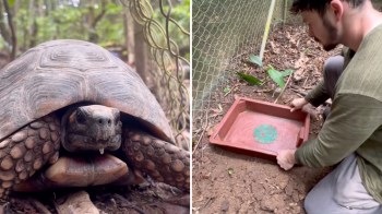 A yellow-footed tortoise at a rehabilitation center.