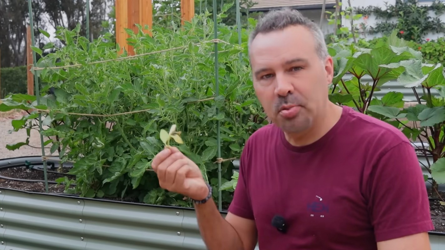 A man holds a plant leaf in a garden with vegetable beds and green foliage.