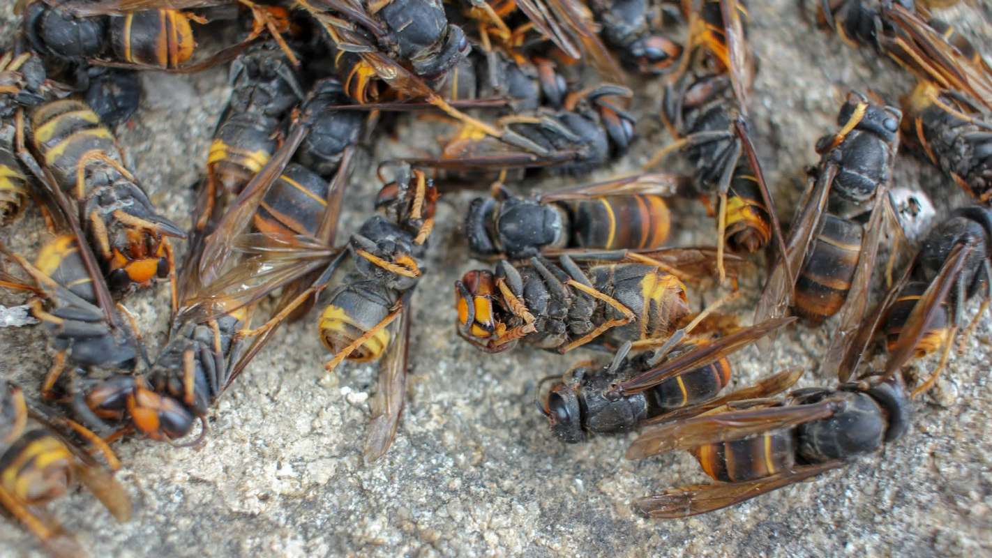 A group of dead hornets on a textured surface.