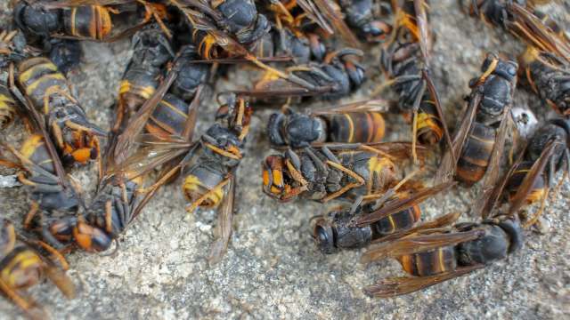 A group of dead hornets on a textured surface.