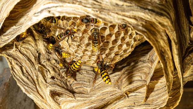 A hornet nest.
