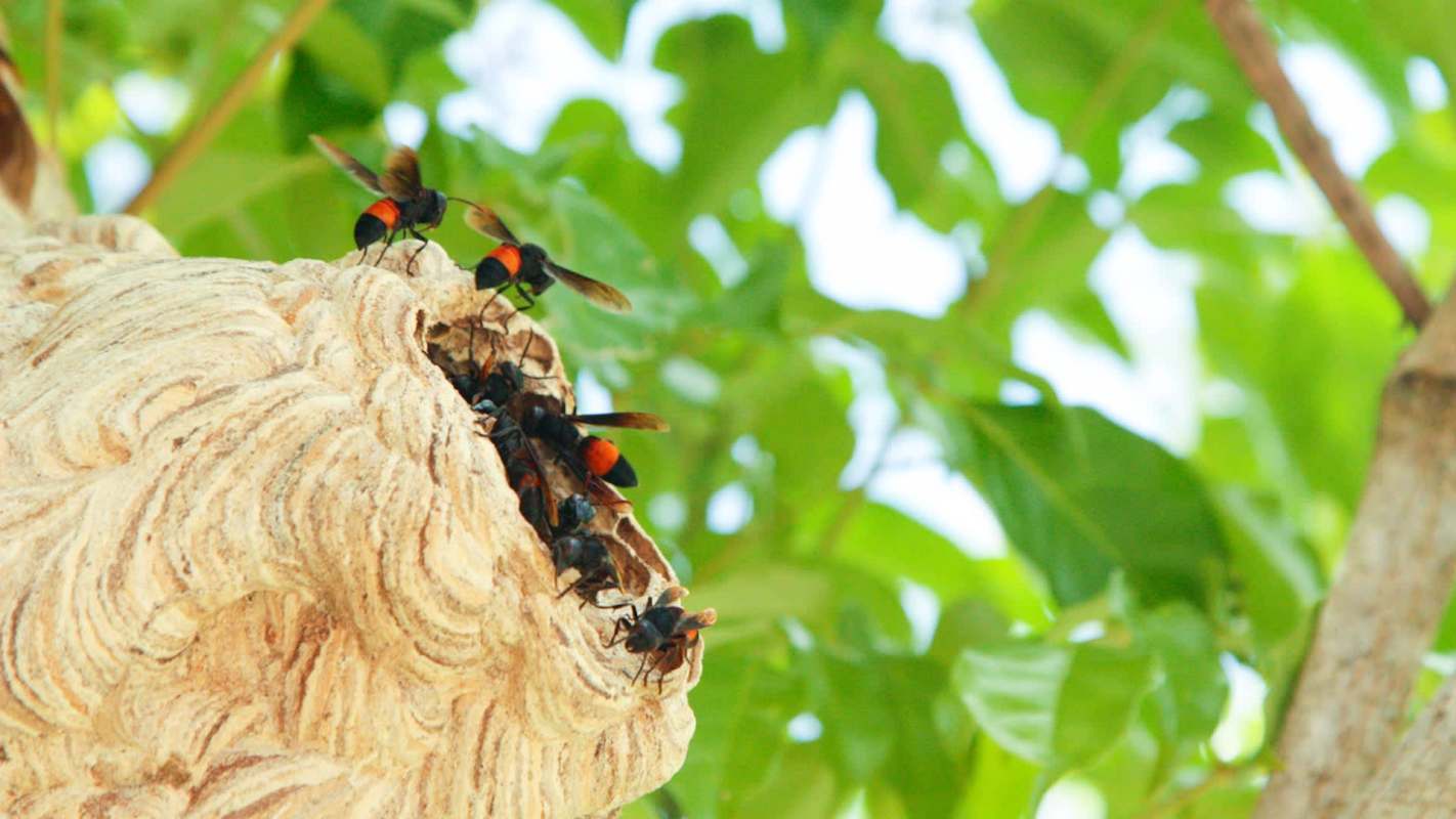 Bees gather around a nest on a tree branch surrounded by green leaves.
