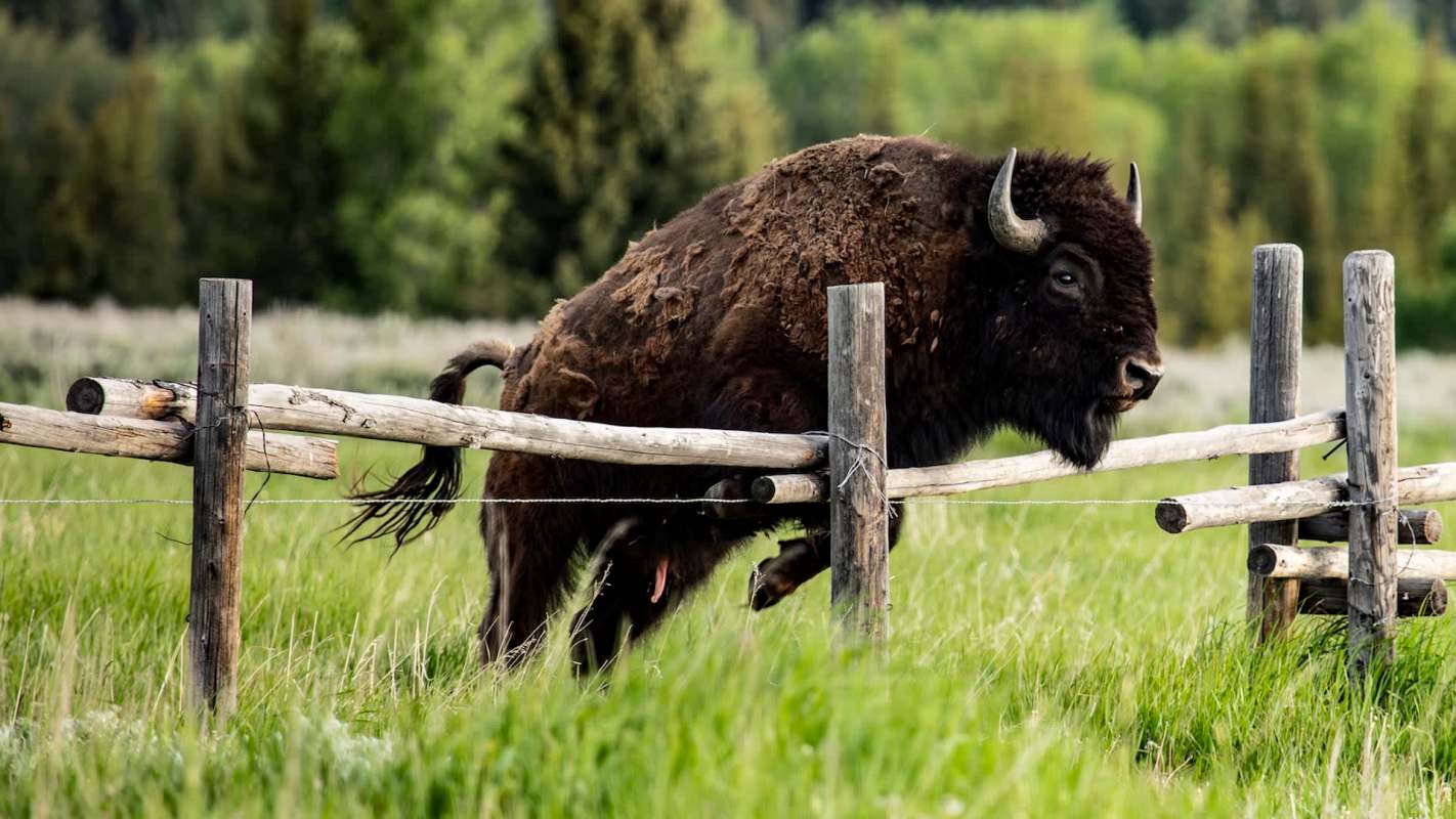 A bison leaping over a wooden fence.