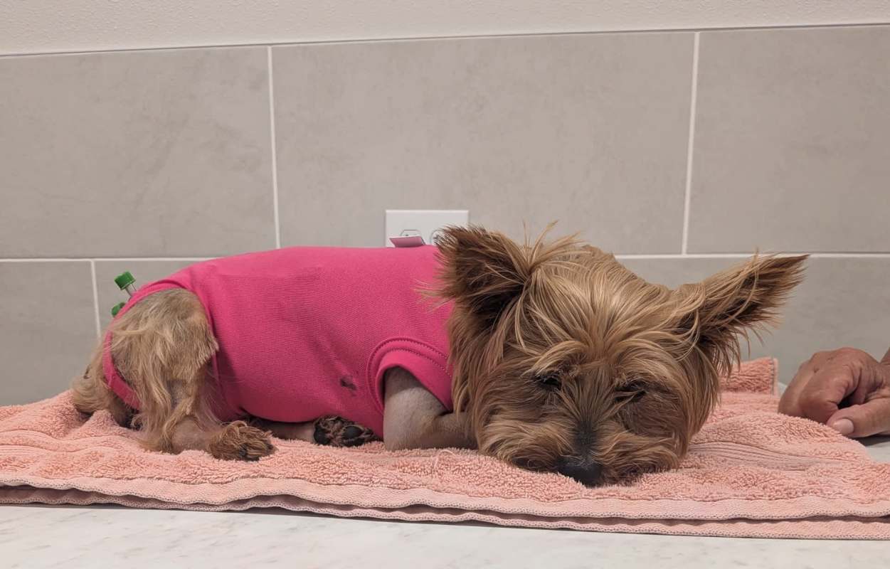 A Yorkshire terrier resting on a towel.