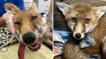 A fox being examined at a veterinary clinic.