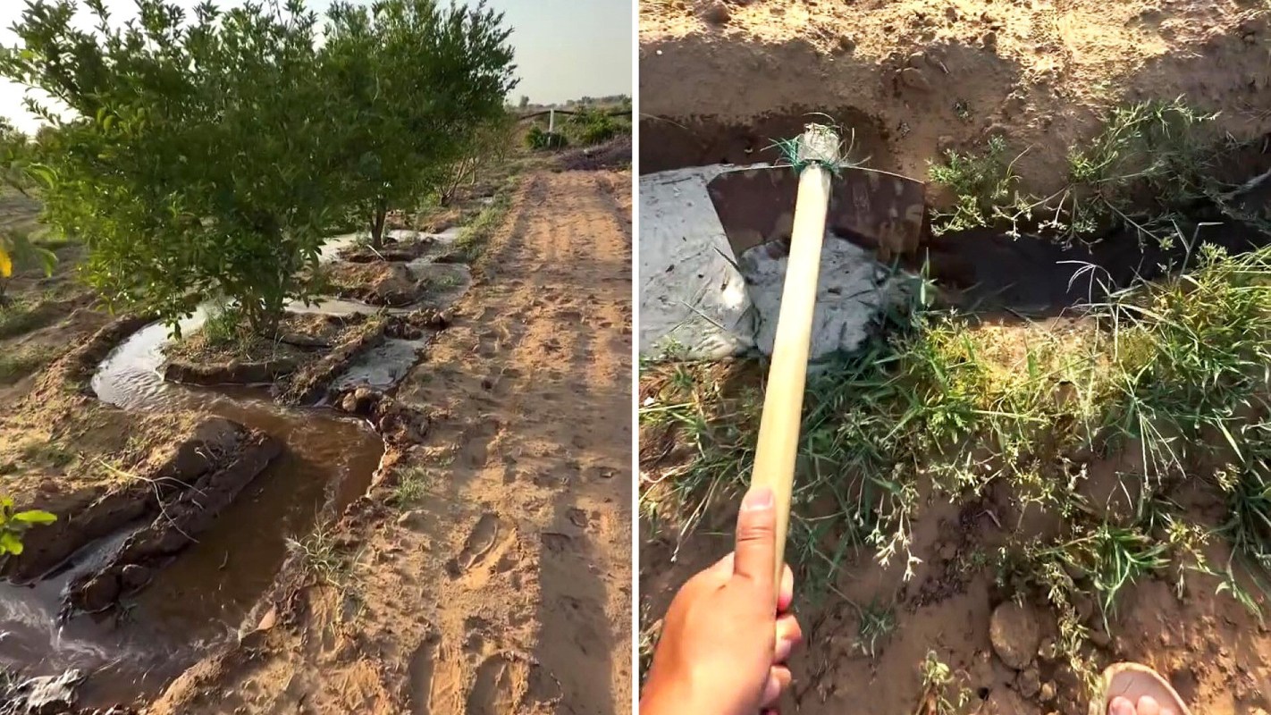 A tree is surrounded by a water channel in a dirt path near a hand holding a shovel in a garden.