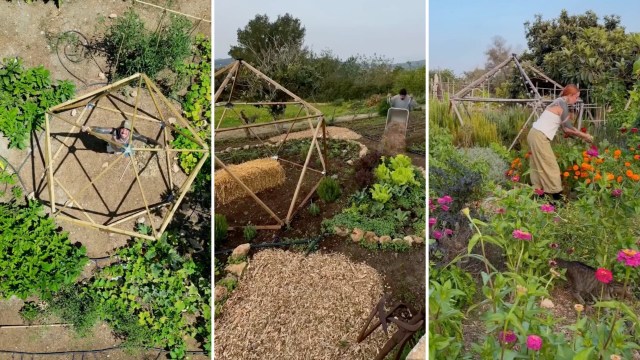 A person works in a garden with plants and a wooden frame structure in various stages of progress.