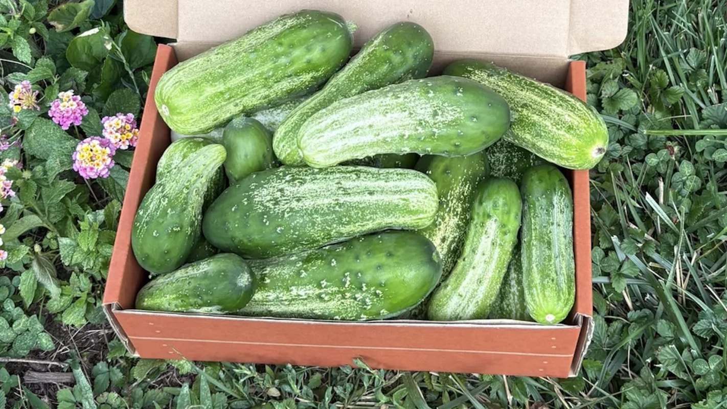 A box filled with fresh cucumbers on green grass.