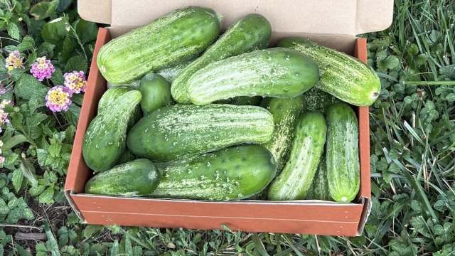 A box filled with fresh cucumbers on green grass.