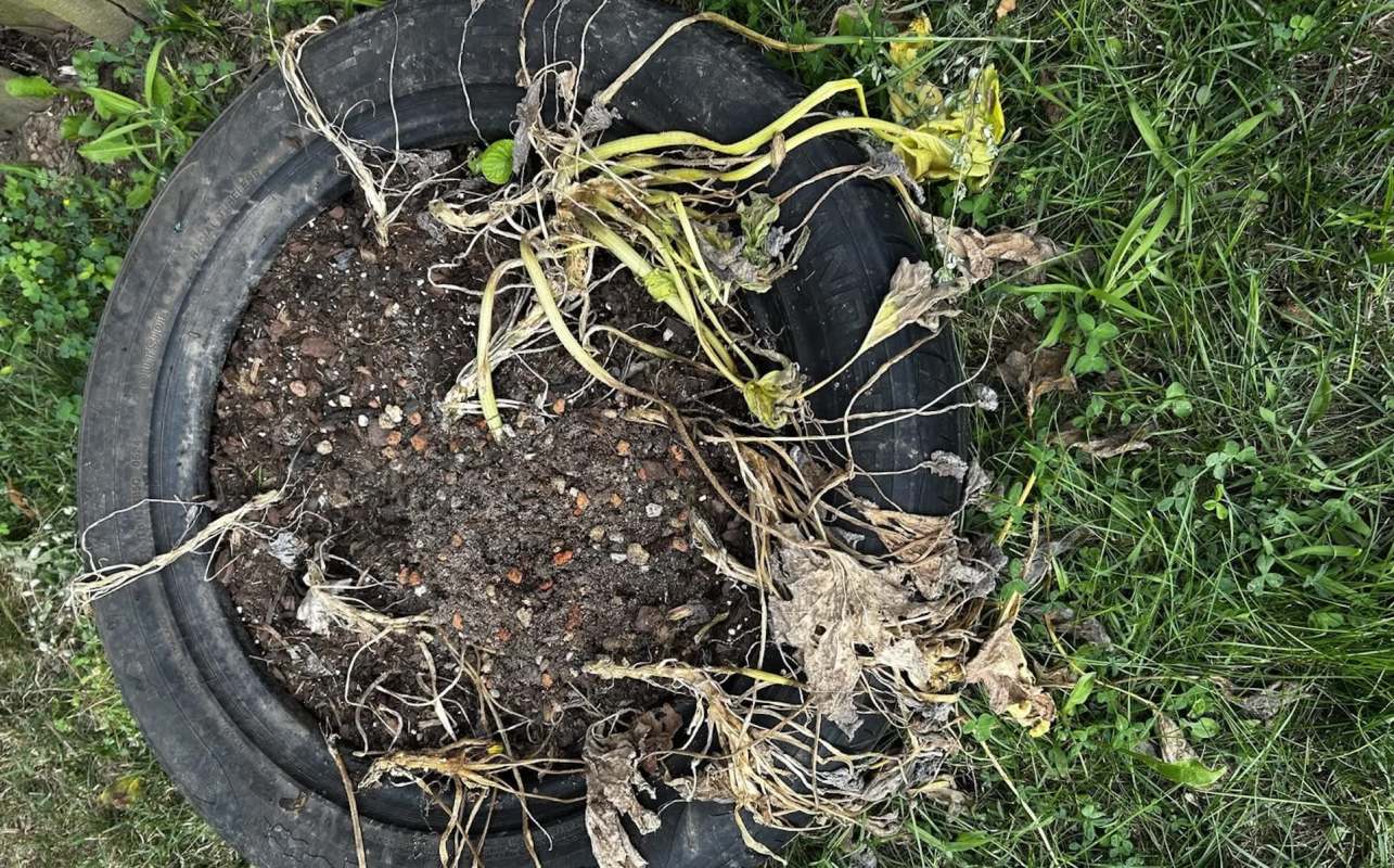 A tire planter with wilted, dry plants and exposed soil.