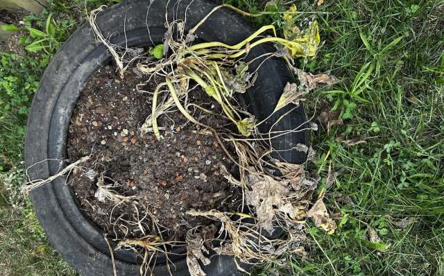 A tire planter with wilted, dry plants and exposed soil.