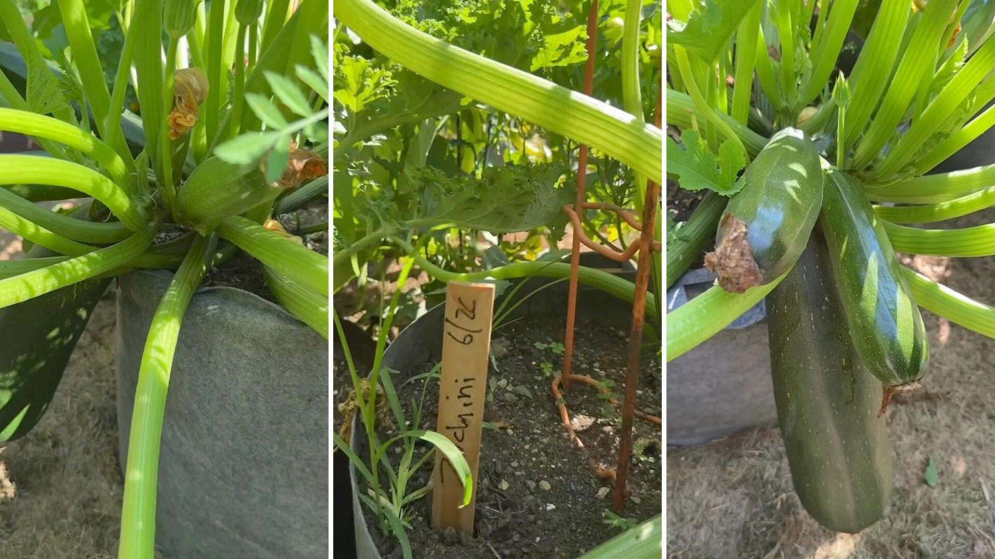 A zucchini plant.