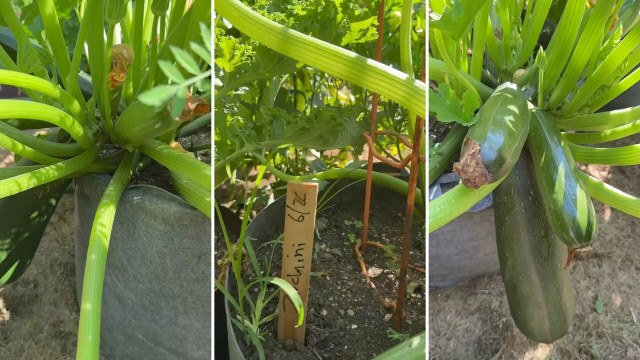 A zucchini plant.