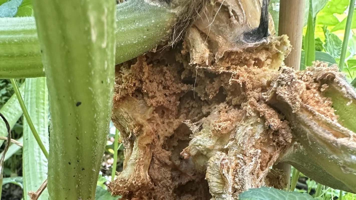 A close-up of a damaged plant stem with brown, decaying material and surrounding green leaves.