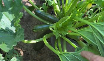 A zucchini plant.