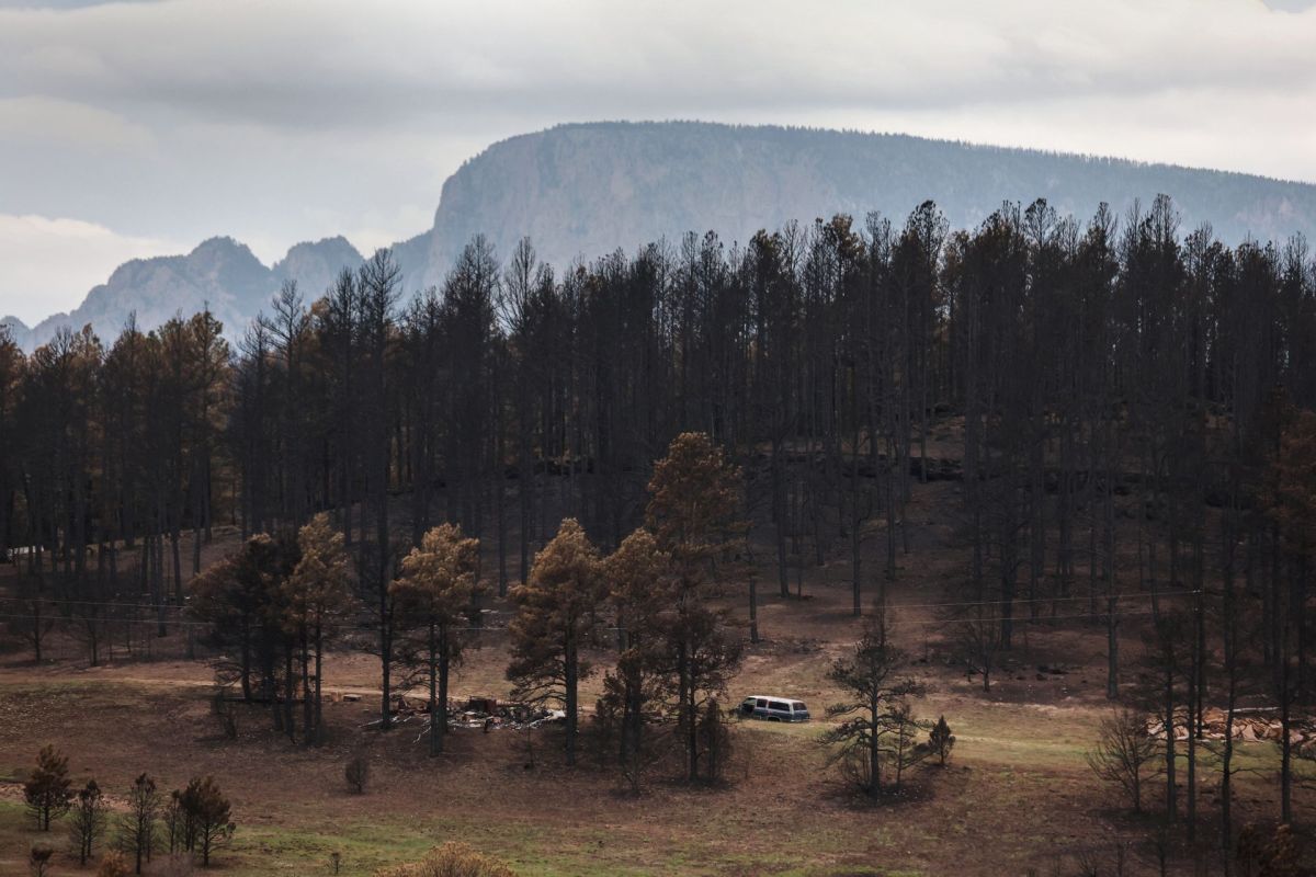 Trees burned during the 2022 Hermits Peak-Calf Canyon Fire.