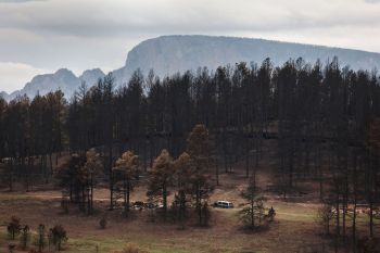 Trees burned during the 2022 Hermits Peak-Calf Canyon Fire.