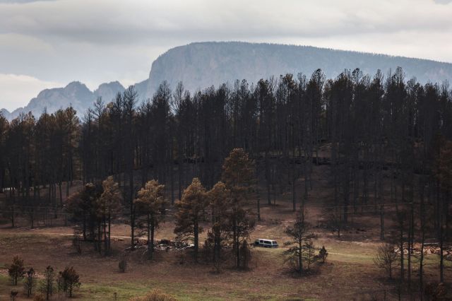 Trees burned during the 2022 Hermits Peak-Calf Canyon Fire.