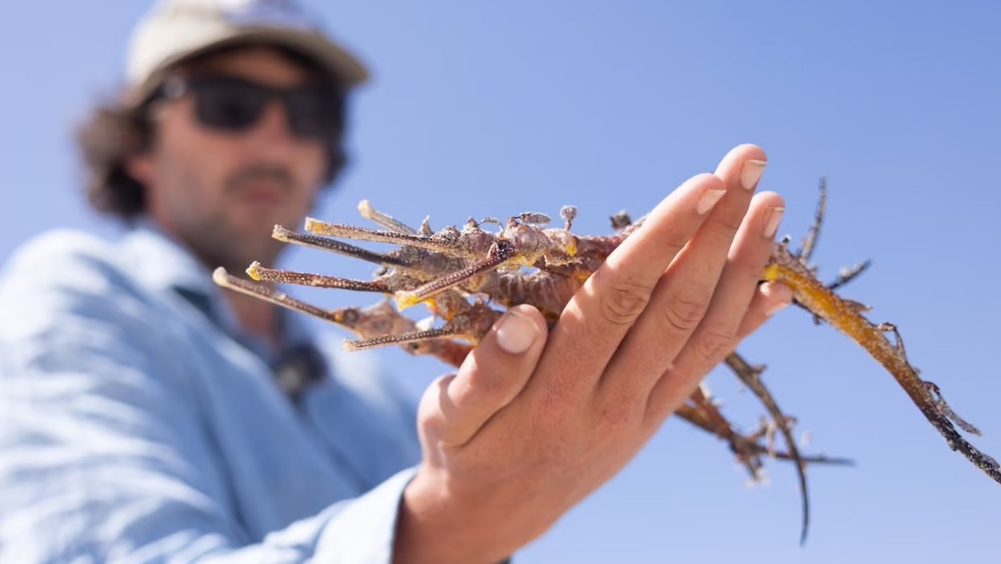 A person holds a spiky sea creature against a clear blue sky.
