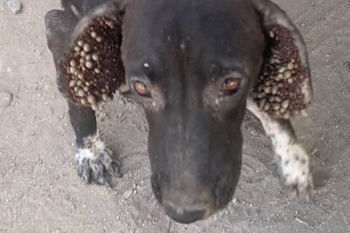 A dog with irregular growths on its ears stands on a dirt surface.