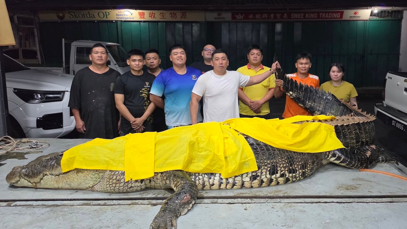 A group of people poses with a large crocodile covered with a yellow tarp.