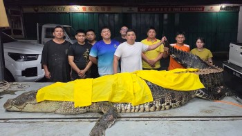 A group of people poses with a large crocodile covered with a yellow tarp.