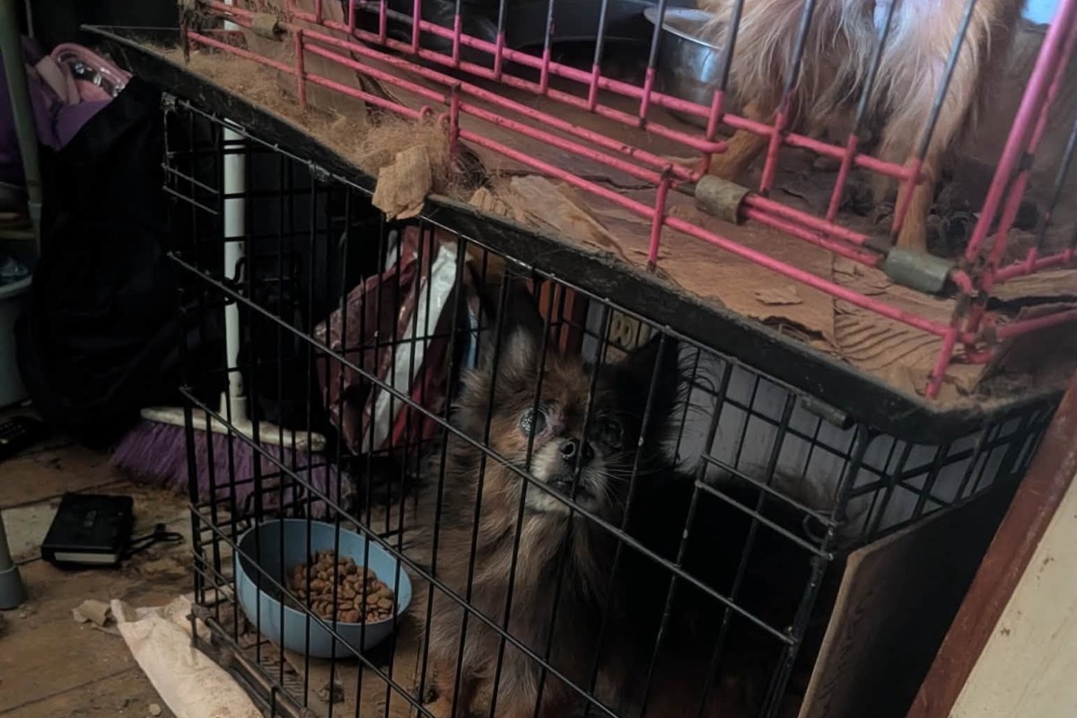 A small dog sits in a dirty cage with a bowl of food, while another dog stands in a cage above.