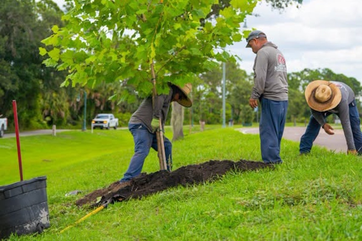 People planting a tree in North Port, Florida.