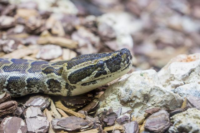 The head of an African rock python snake