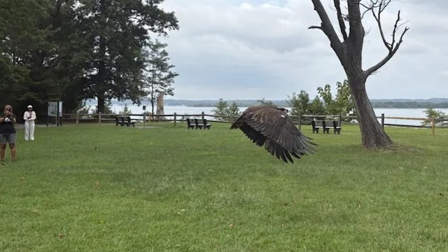 A flying bald eagle.