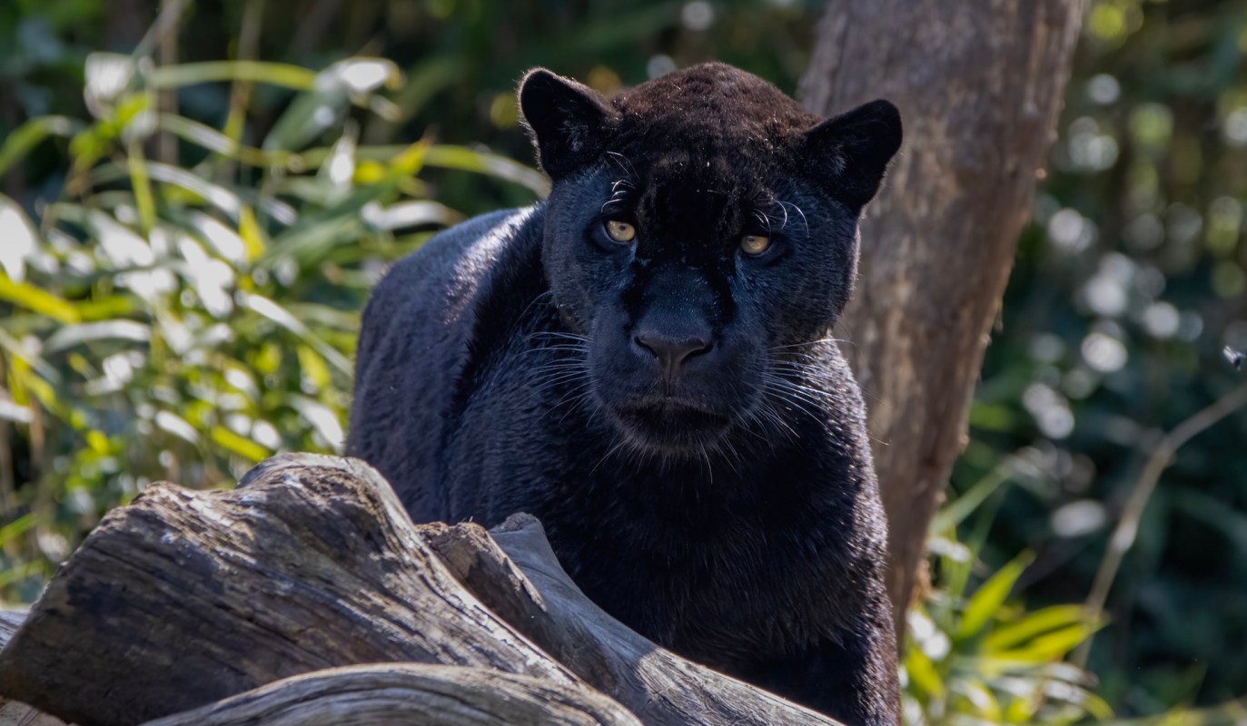 A black panther stands near a log in a lush green environment.