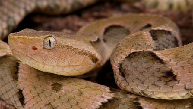 A close-up of a snake with distinctive scales and a prominent head.