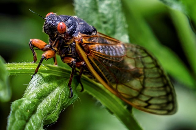 A cicada on a leaf.