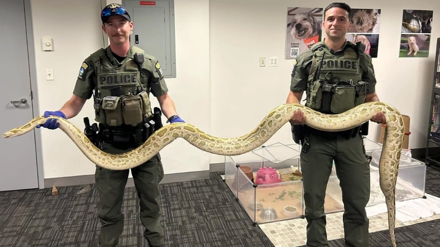 Two police officers hold a large albino python in an indoor setting with animal enclosures in the background.
