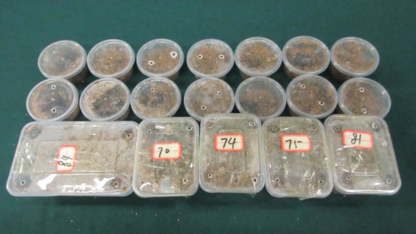 Several labeled plastic containers with dirt or substrates placed on a green surface.