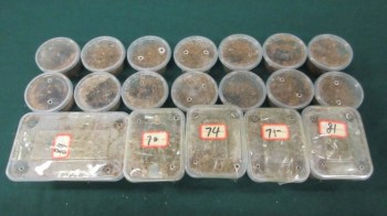 Several labeled plastic containers with dirt or substrates placed on a green surface.