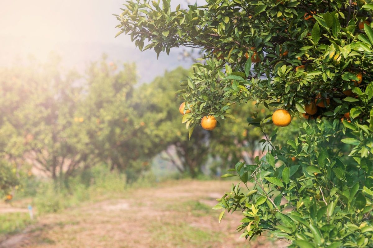 A tree with tangerines stands in a grove of other citrus trees in Florida