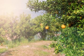 A tree with tangerines stands in a grove of other citrus trees in Florida